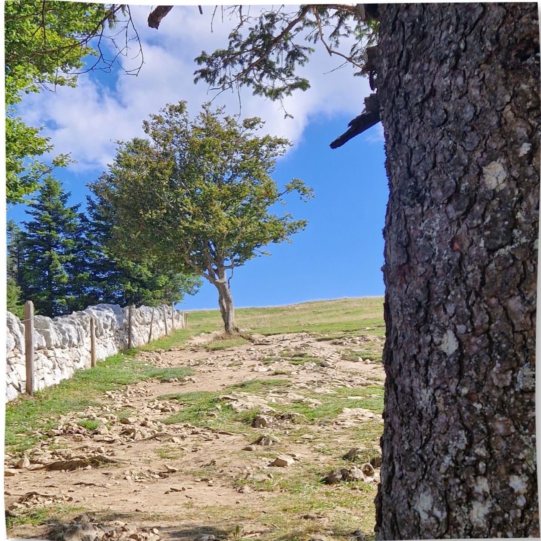 accompagnement-therapeutique-vivant-morges Accompagnement thérapeutique à Morges dans le vivant connexion à soi et aux ressentis